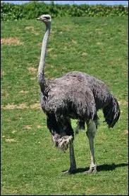Quel est le record de vitesse de l'autruche ?