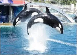 Quel est le record de vitesse de l'orque ?