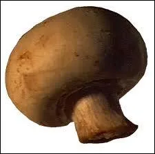 'Champignon' est un mot :