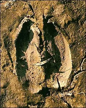 C'est une empreinte de...