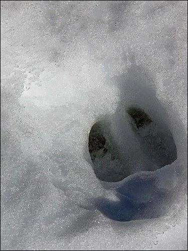 De qui est cette empreinte ?