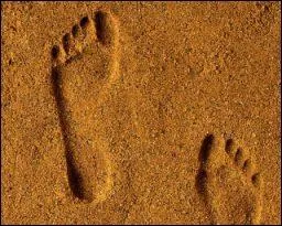 De qui est cette empreinte ?