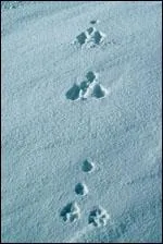 Je suis une empreinte de...