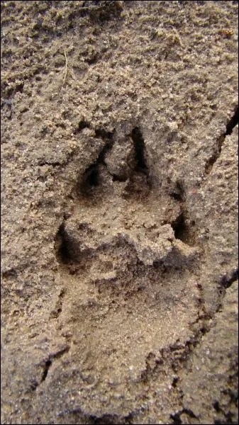 De qui est cette empreinte ?