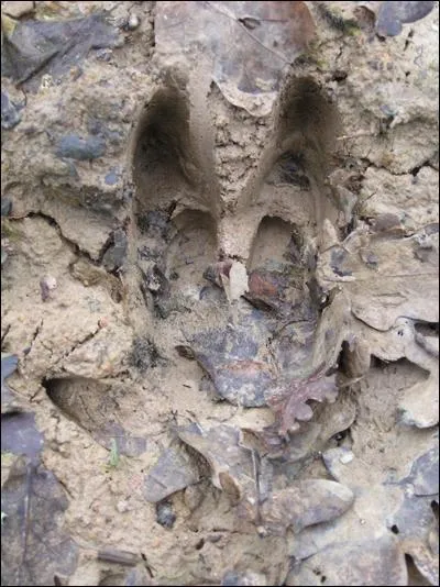 De qui est cette empreinte ?