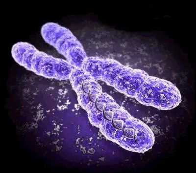 Combien y a-t-il de chromosomes dans l'espce humaine (en temps normal) ?