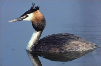 Quel est cet oiseau ?