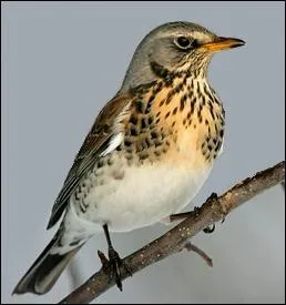 Quel est cet oiseau ?