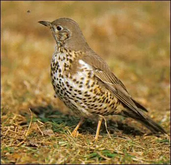 Quel est cet oiseau ?