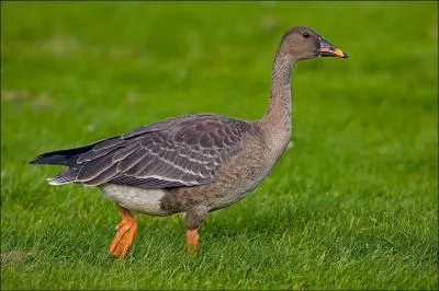 Quel est cet oiseau ?
