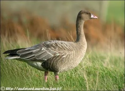 Quel est cet oiseau ?