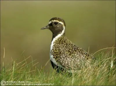 Quel est cet oiseau ?