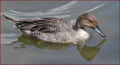 Quel est cet oiseau ?