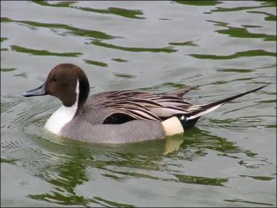 Quel est cet oiseau ?