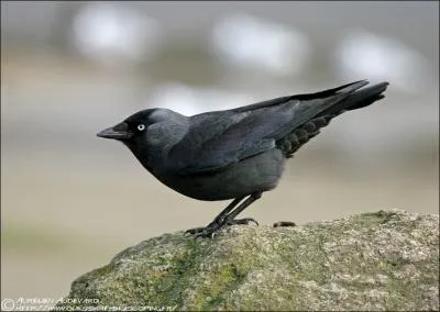 Quel est cet oiseau ?