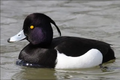 Quel est cet oiseau ?