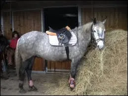 Quelle est sa couleur ?