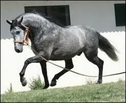 Quelle est sa couleur ?