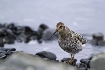 C'est un petit oiseau que vous pouvez voir sur les plages !