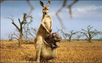 Comment s'appelle le bb du kangourou, sur la photo ?