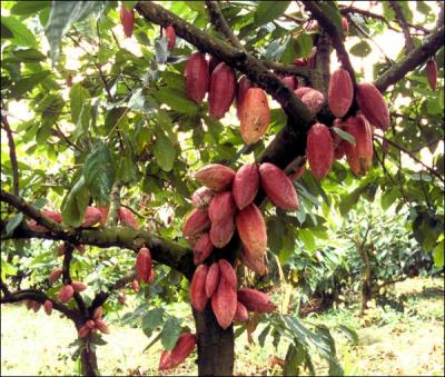 Quel est le nom de  l'arbre  cacao  ?