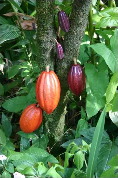 Comment se nomme le fruit de  l'arbre  cacao  ?