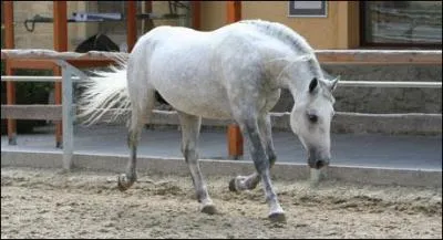 En quelle discipline excelle le Lipizzan ?