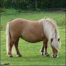 D'o vient le poney Shetland ?