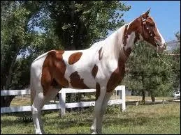 Quelle race possde une allure spciale ?