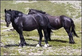 Quelle est cette race ?