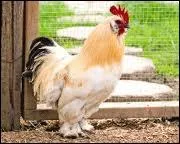 Chat +  que fait la poule en chantant ?   :