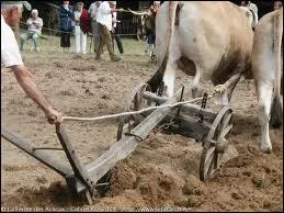 Chat +   voie publique amnage entre les maisons, les immeubles  :