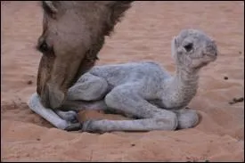 Chat +  fruit d't, spcialit de Cavaillon  :