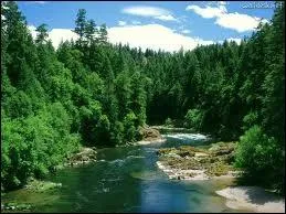 (Harmonica)... ''We'd go down to the RIVER / And into the RIVER we'd dive / Oh down to the RIVER we'd ride'' ... (harmonica)