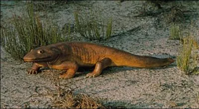 L'Ichthyostega est souvent pris  tort pour un amphibien, alors qu'il reste un ttrapode comme ses anctres. De quoi se nourrissait-il ?