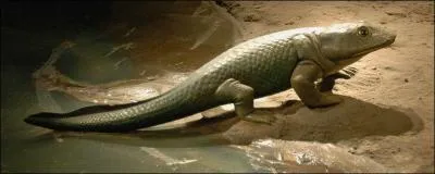 Avec 1, 35 m de long,  combien estime-t-on son poids ?