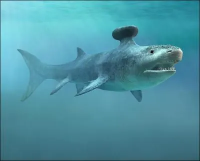 Le Stethacanthus productus est un requin primitif  la nageoire dorsale en forme d'enclume de 70 cm, o pouvait-on en trouver ?