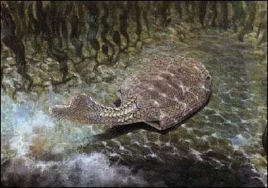 Le Drepanaspis gemuendensis est un poisson aplati cuirass  l'aspect de nos raies actuelles, combien mesurait-il ?