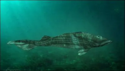 De qui le Cephalaspis tenuicornis peut-il tre l'anctre ?