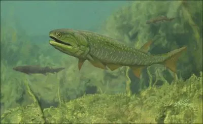 O a-t-on trouv les premiers fossiles du Cheirolepis (55cm) ?