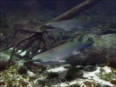 L'Eusthenopteron foordi est un grand poisson plagique qui avait des narines internes et une dentition comme celle des ttrapodes, deux caractristiques semblables aux :