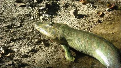 Le Tiktaalik est certainement le premier poisson  s'tre aventur hors de l'eau, mesurant 3 m, il avait des nageoires solides et articules. Que signifie son nom d'origine inuit ?