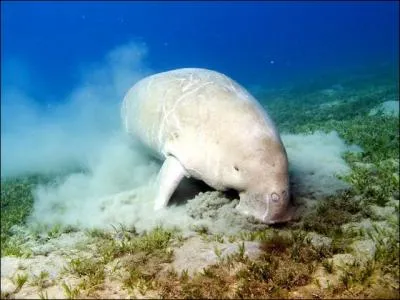 On l'appelle lamentin dans l'ocan Atlantique, dans l'ocan Pacifique, on le nomme ...