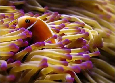 Comment s'appelle la relation qui existe entre le poisson-clown et l'anmone de mer ?