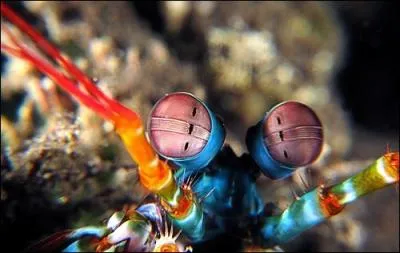 Elle tue ses proies  la manire d'un boxeur, en les assommant !