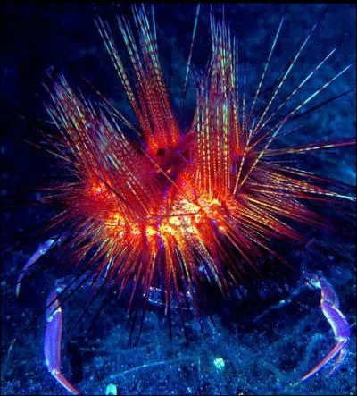 Que mange-t-on dans un oursin ?