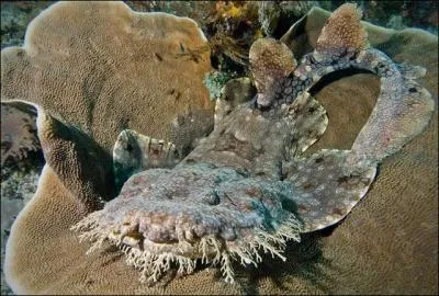 Ce poisson a un petit air de famille avec moi !