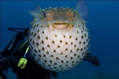 Il peut vous tuer s'il n'est pas prpar par un chef japonais asserment et reconnu !