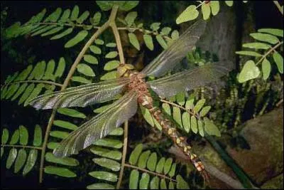 Quelle taille avait le Mganeura monyi (sachant que les libellules actuelles ne dpassent pas les 7 cm) ?