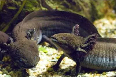  quel animal actuel le Branchiosaurus ressemble-t-il ?